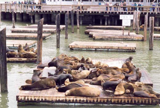 28 Sealions