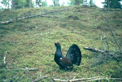 Capercaillie