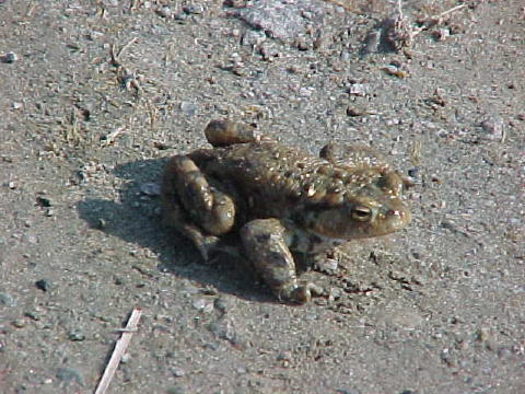 Frog he would a-wooing go