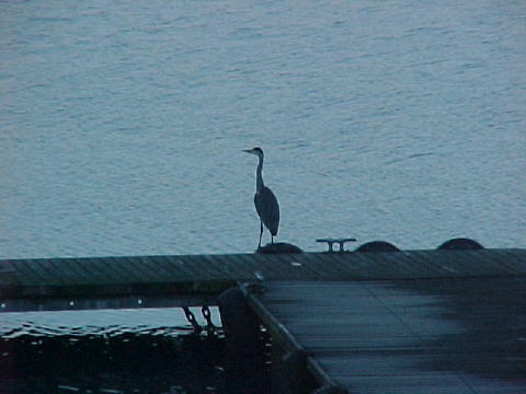 Heron 01