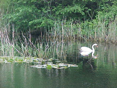 Mute swan