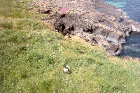 Puffins