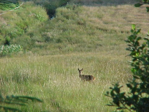 Roe deer 01