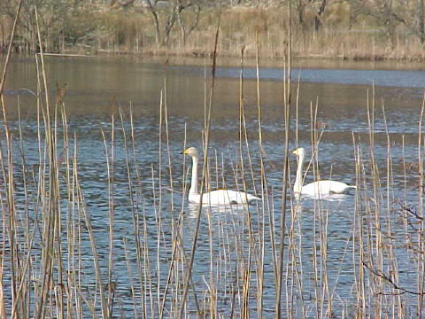 Whooper swans 01