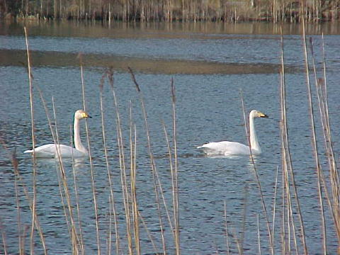 Whooper swans 02