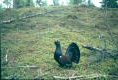 Capercaillie