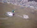 Ducks on Canal  01