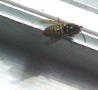 Queen wasp