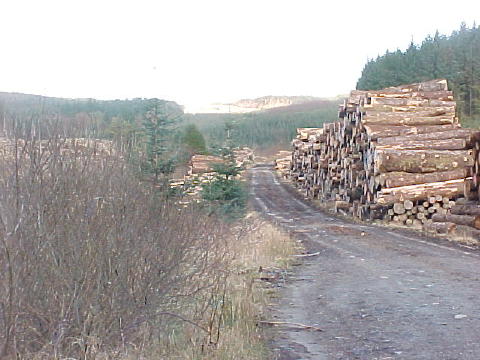 Logs on a forestry road waiting for pickup
