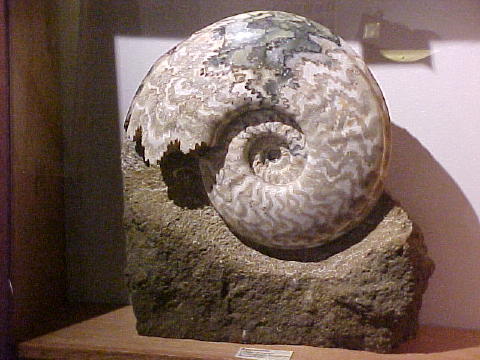 31 Fossil Museum South Ronaldsay