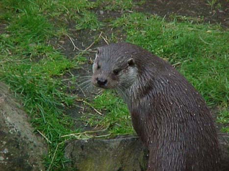 18 Otter