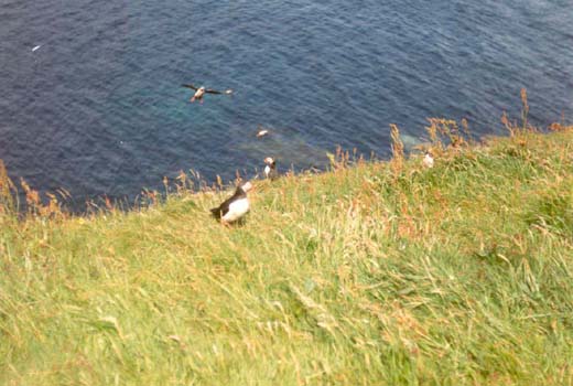 39 Puffins